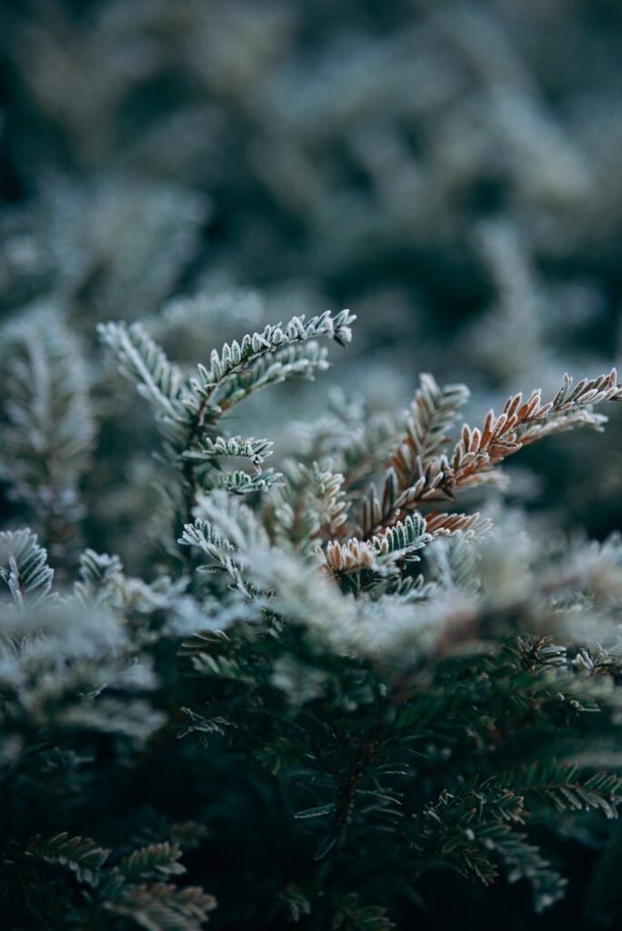 snow, winter, plant